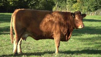 vacas marrones pastando en un prado verde contra el fondo del bosque otoñal. video