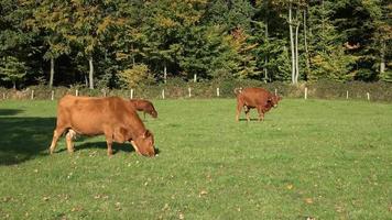 Brown cows grazing on green meadow against autumn forest background. video