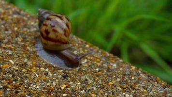 Garden snail crawling on pavement video