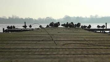 A large family of ducks resting on a wooden jetty in the water of a lake with sunlight reflections in the water waves. video