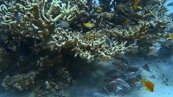 riprese subacquee durante le immersioni su una colorata barriera corallina con molti pesci. video