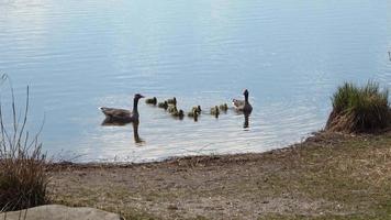 kleine Canadese gans op reis door meren en weiden met de familie van de Canadese ganzen. babyvogel en kleine biddy kunnen al op het water zwemmen. volg zijn ouders door de wilde natuur video