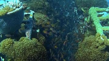 Underwater shots while diving on a colourful reef with many fishes. video