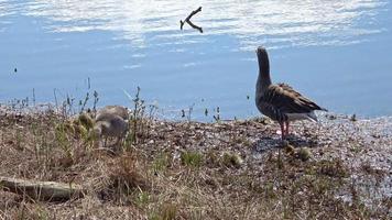 pequeno ganso do canadá em uma viagem por lagos e prados com a família do ganso canadense. passarinho e biddy já podem nadar na água. seguir seus pais pela natureza selvagem video