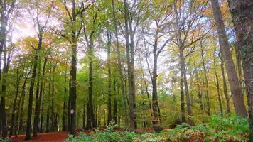 vista in una bellissima foresta autunnale colorata nel nord Europa video
