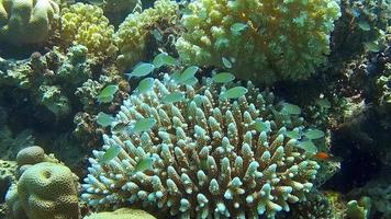 Underwater shots while diving on a colourful reef with many fishes. video