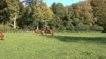 Brown cows grazing on green meadow against autumn forest background.