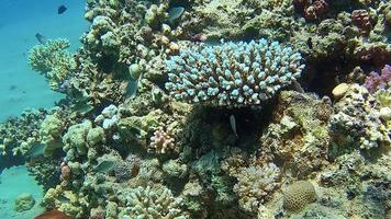 tiros subaquáticos enquanto mergulha em um recife colorido com muitos peixes. video