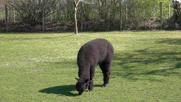 närbild av alpacka som betar på grönt gräs. video