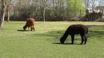 vista ravvicinata del pascolo di alpaca sull'erba verde. video