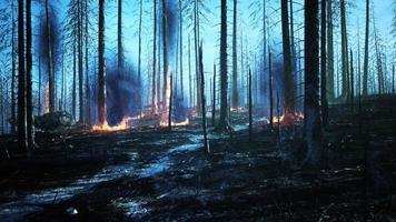 feu de forêt avec des arbres brûlés après un incendie de forêt video