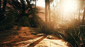 el sendero del oasis de palmeras es una de las muchas caminatas populares en el parque nacional video