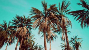 Underside of the coconuts tree with clear sky and shiny sun video