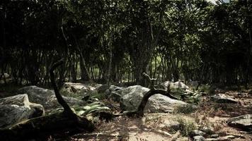 radici di un albero in una foresta nebbiosa video