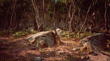 raízes de uma árvore em uma floresta enevoada video