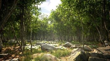 radici di un albero in una foresta nebbiosa video