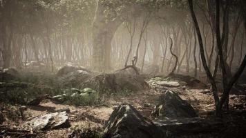 racines d'un arbre dans une forêt brumeuse video