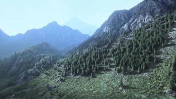schweiziska alperna med grön alpin äng på en sluttning och omgiven av skogar video