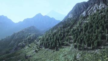 Fir and other pine trees on mountains on a sunny end of summer video