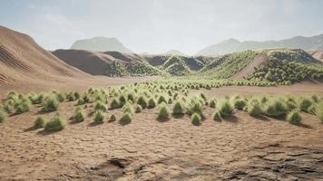 Bush in semi desert large wasteland video