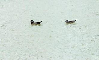 Small couple duck photo