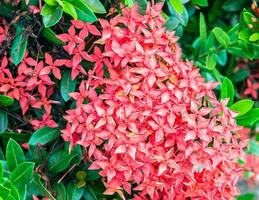 Red ixora flower photo