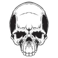 The image of the skull. Vector illustration. Isolated on white.