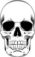 The image of the skull. Vector illustration. Isolated on white.