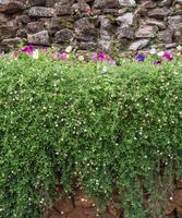 The colorful petunia on the ivy bed. photo