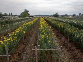 Fresh chrysanthemum row for ready to havest. photo