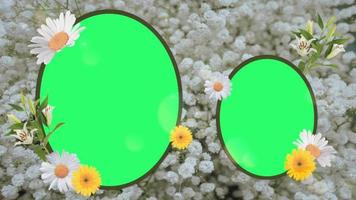 Animation white flower blooming frame on green background. video