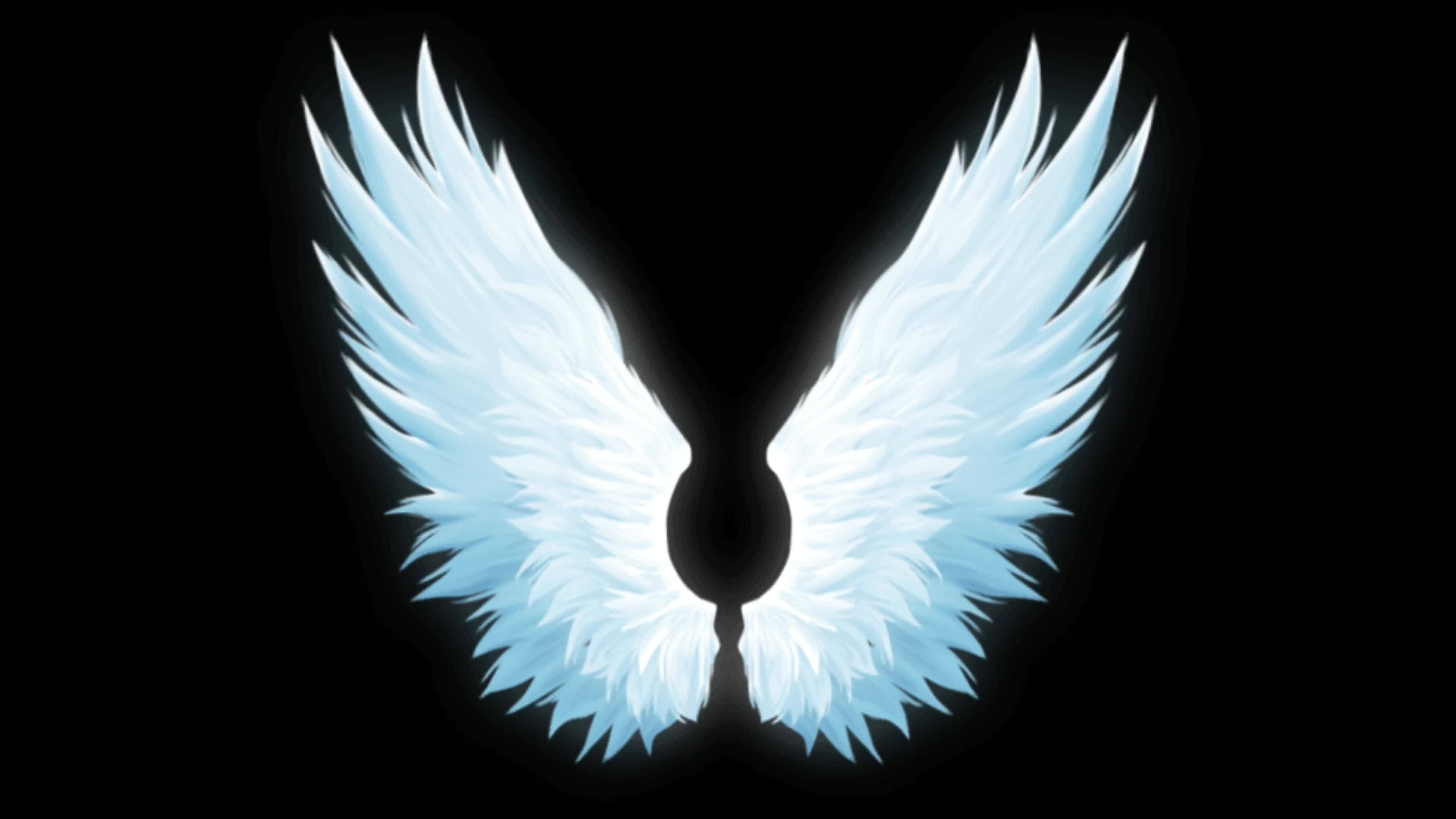 Animation white wings isolate on black background. 7960373 Stock Video