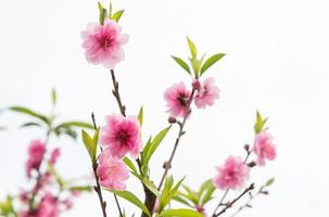 Blooming time of the cherry blossom tree. photo