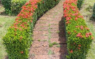 Ixora flower row photo