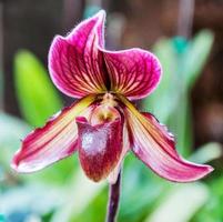 The purple Paphiopedilum photo