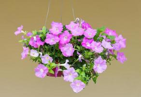 Purple petunia in the plastic pot. photo