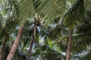 The complex canopy of the coconut tree. photo