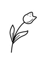 Tulip Flower, vector illustration of a garden tulip branch with leaves and flowers, doodle style.