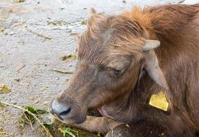 Young buffalo is sleeping photo