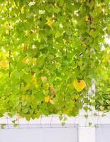 Bright ivy wall on the metal grid. photo