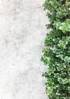 Bare cement wall with the fresh bush. photo