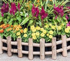 Small garden with red cokckscomb. photo