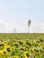 Alone high plant photo