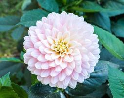 Pink dahlia flower photo