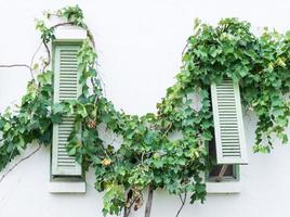 Wooden window with vine photo