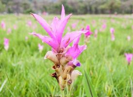 Fresh pink flower photo