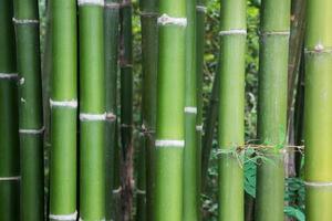 Fresh bamboo stems. photo