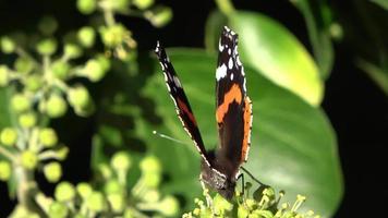 papillon amiral rouge. vanessa atalanta assise sur un lierre à feuilles persistantes buvant du nectar. video