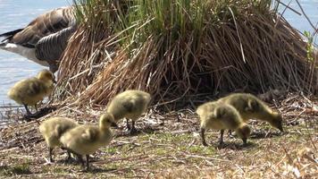 Little canada goose on a trip through lakes and meadows with the canadian goose family. Baby bird and little biddy can already swim on the water. Follow its parents through the wild nature video