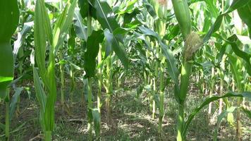 Low angle view in a crop field to the summer sky video